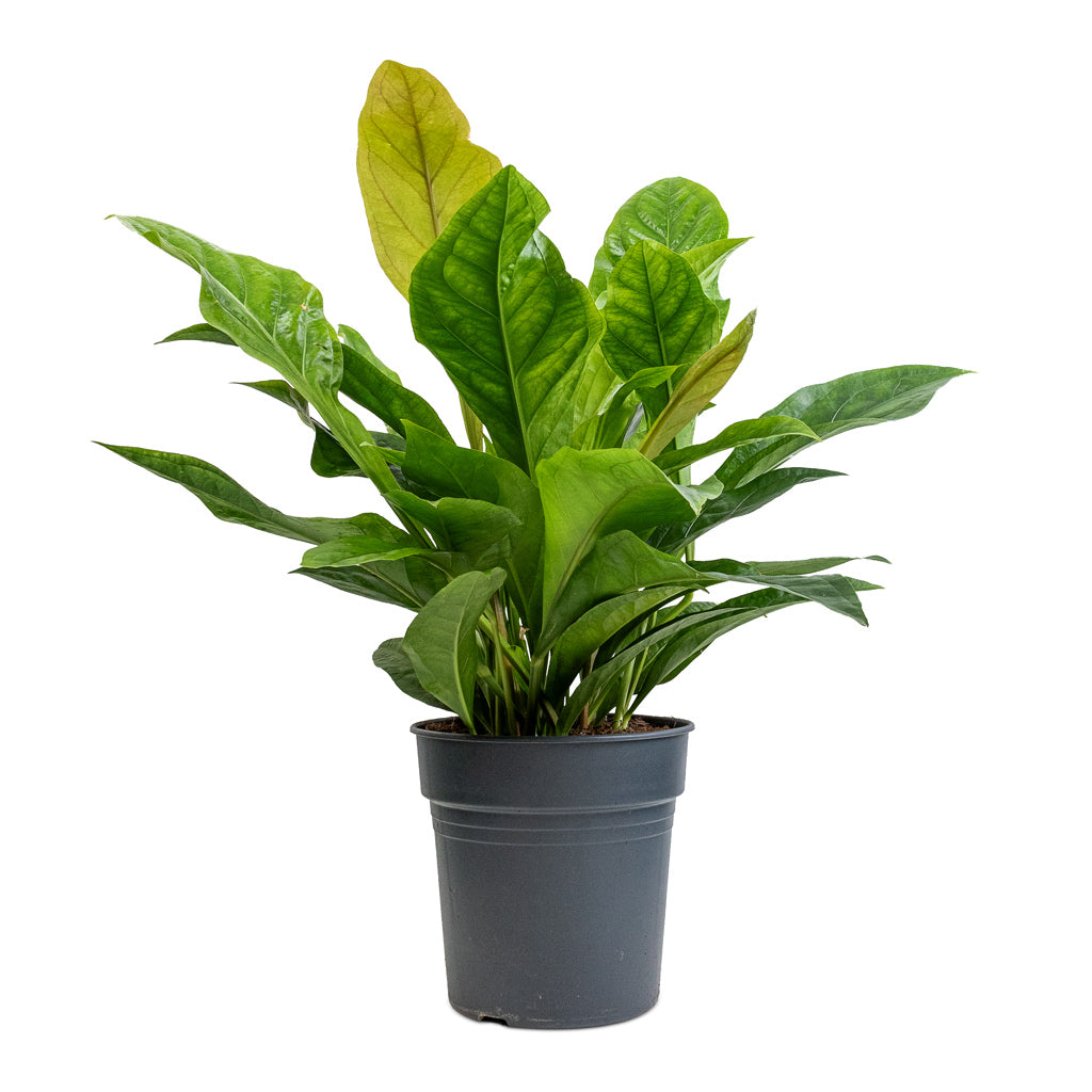 Anthurium elipticum - Jungle Bush - Quality Houseplants | Hortology