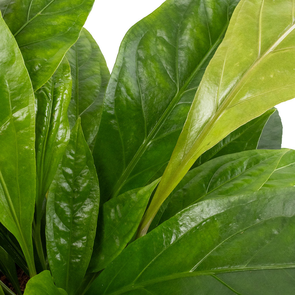 jungle bush anthurium Anthurium elipticum - Jungle Bush - Quality Houseplants | Hortology