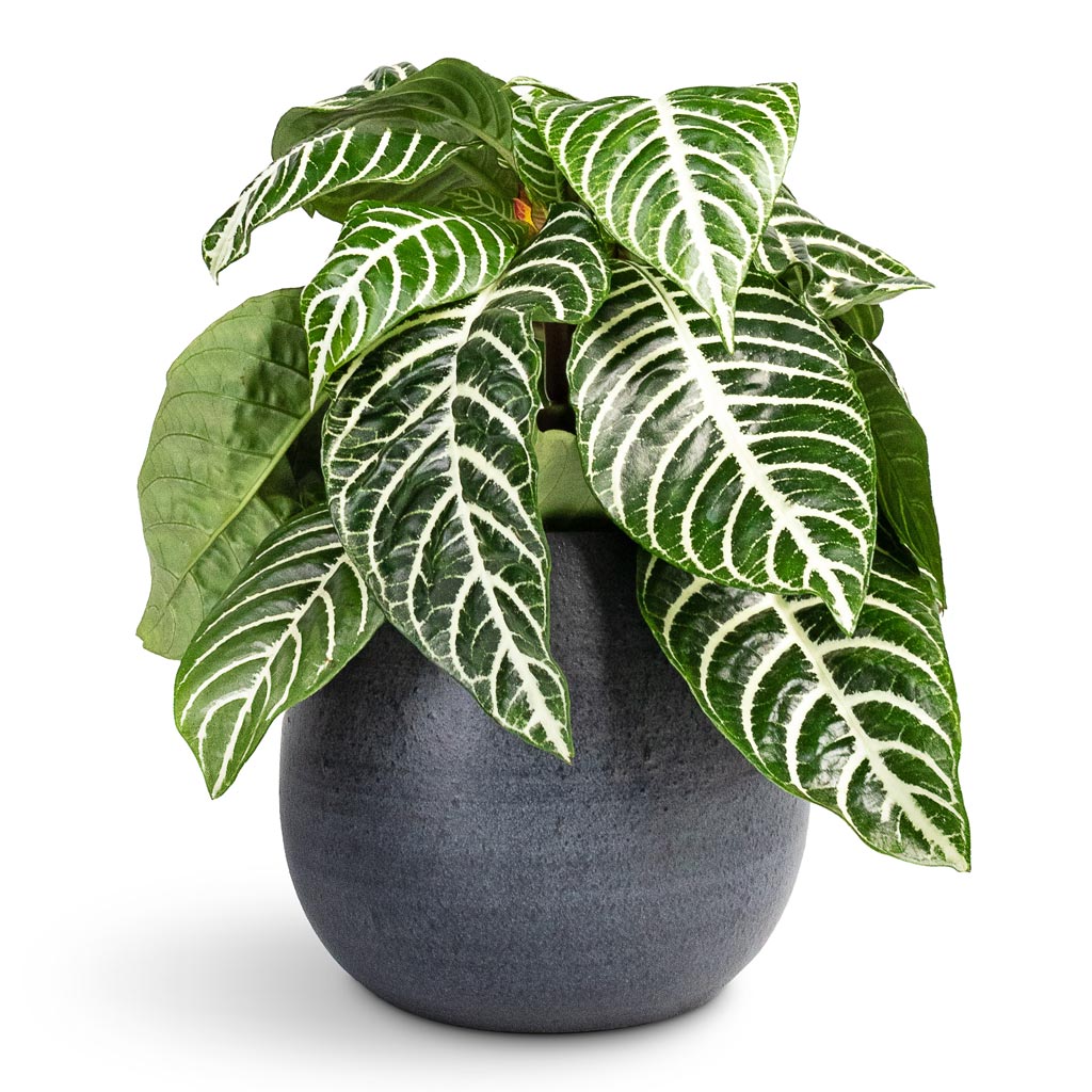 Aphelandra squarrosa Botanica Zebra Plant - 13x35cm In Esra Plant Pot Graphite - 18x16cm