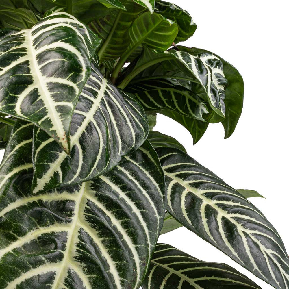 Aphelandra squarrosa Botanica - Zebra Plant | Hortology - HORTOLOGY