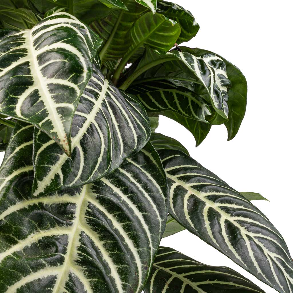 Aphelandra squarrosa Botanica - Zebra Plant Leaves