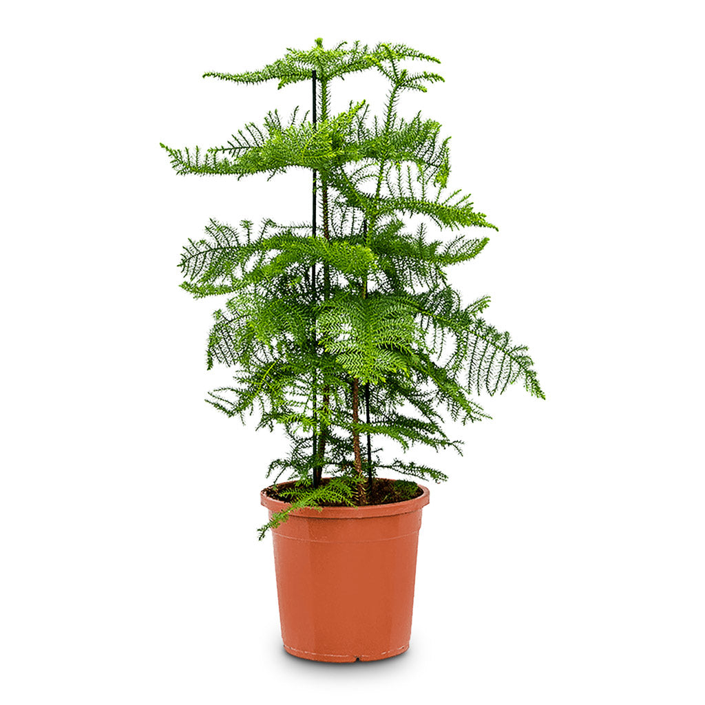 araucaria plant indoor Araucaria heterophylla - Norfolk Island Pine Indoor Plants | Hortology