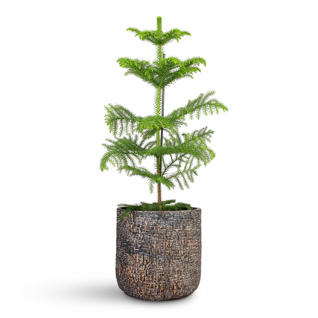 Araucaria heterophylla Norfolk Island Pine - 17x50cm In Maxim Plant Pot Shiny Earth - 24x22cm