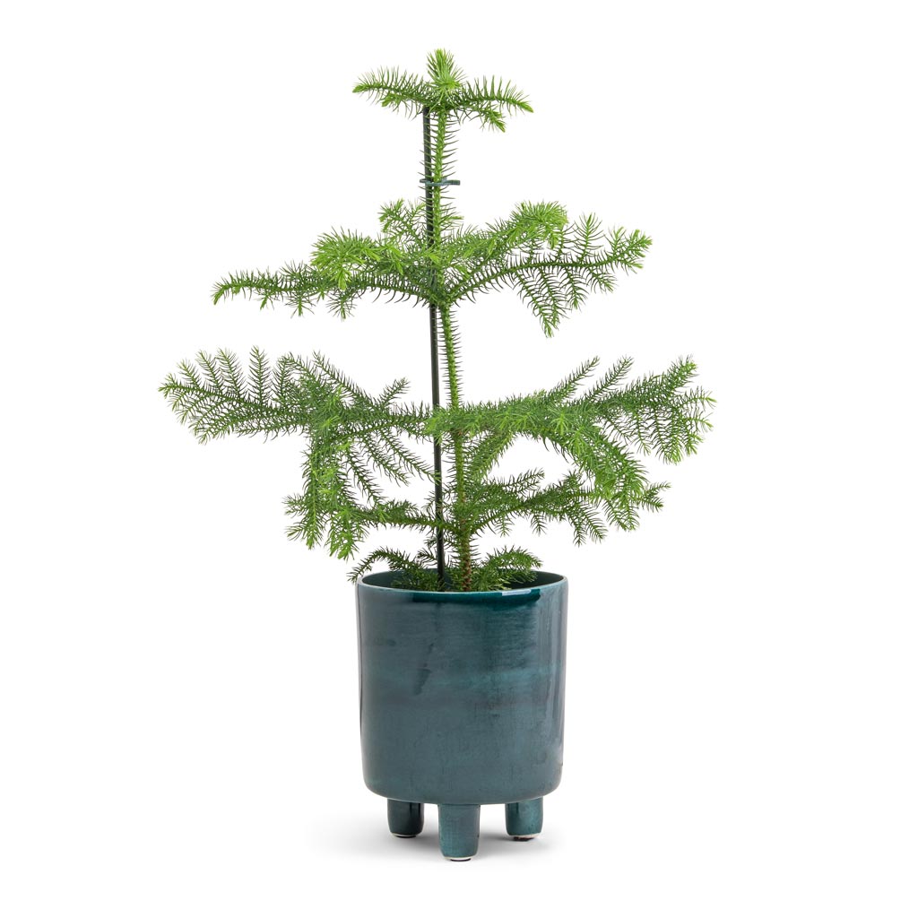 Araucaria heterophylla - Norfolk Island Pine & Pisa Plant Pot - Emerald
