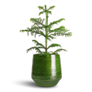 Araucaria heterophylla - Norfolk Island Pine & Remi Plant Pot - Green