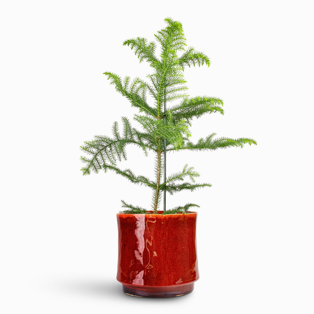 Araucaria heterophylla Norfolk Island Pine - 17x50cm In Nolan Plant Pot Red - 23x21cm