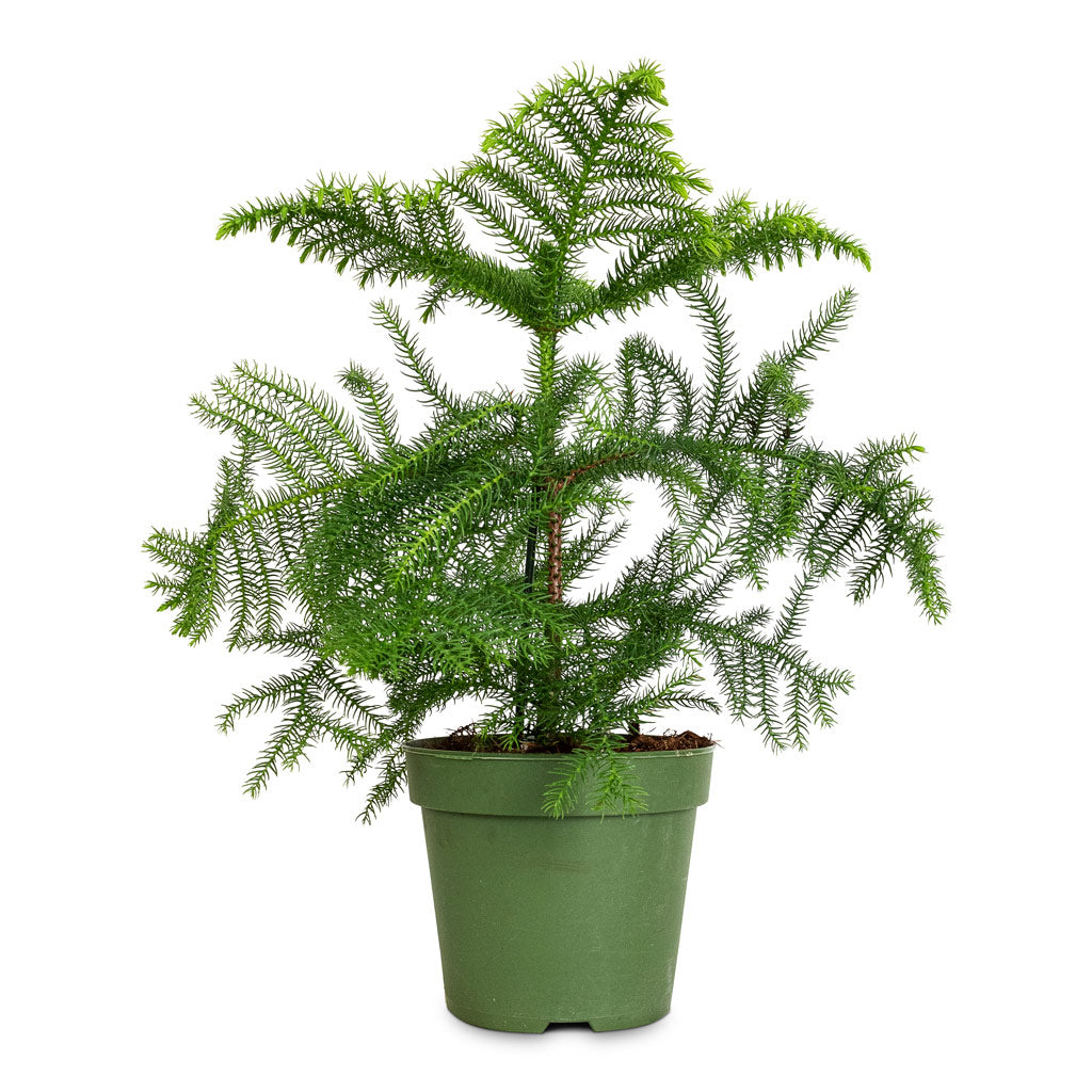 Araucaria heterophylla - Norfolk Island Pine