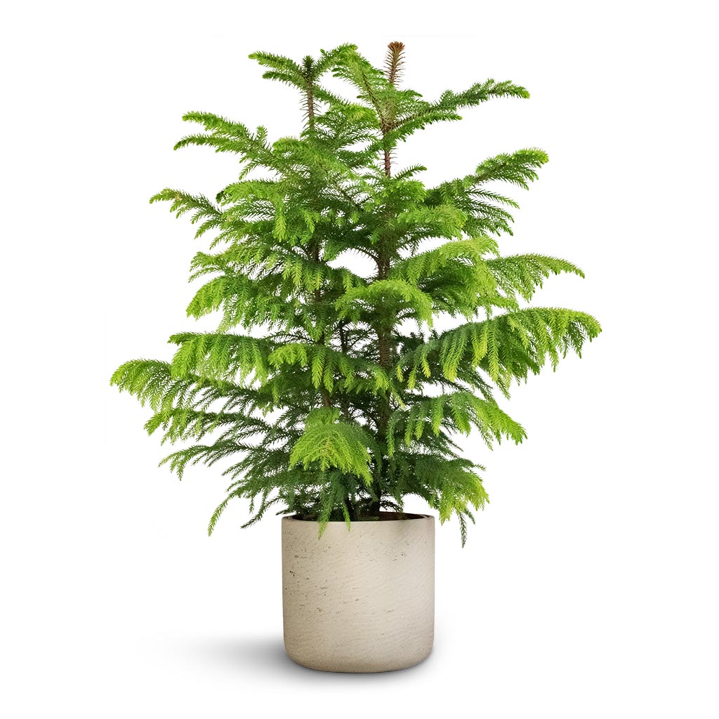 house pine plant Araucaria heterophylla - Norfolk Island Pine Indoor Plants | Hortology