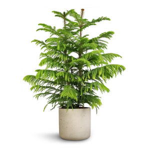 Araucaria heterophylla - Norfolk Island Pine & Charlie Plant Pot - Grey Washed