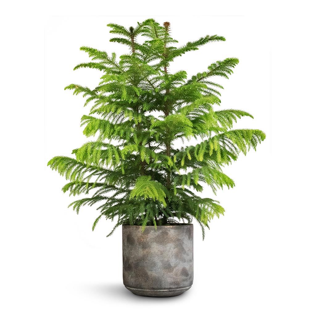 Araucaria heterophylla - Norfolk Island Pine &amp; Saar Plant Pot - Earth Cement