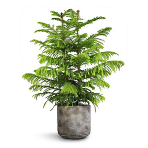 Araucaria heterophylla - Norfolk Island Pine & Saar Plant Pot - Earth Cement