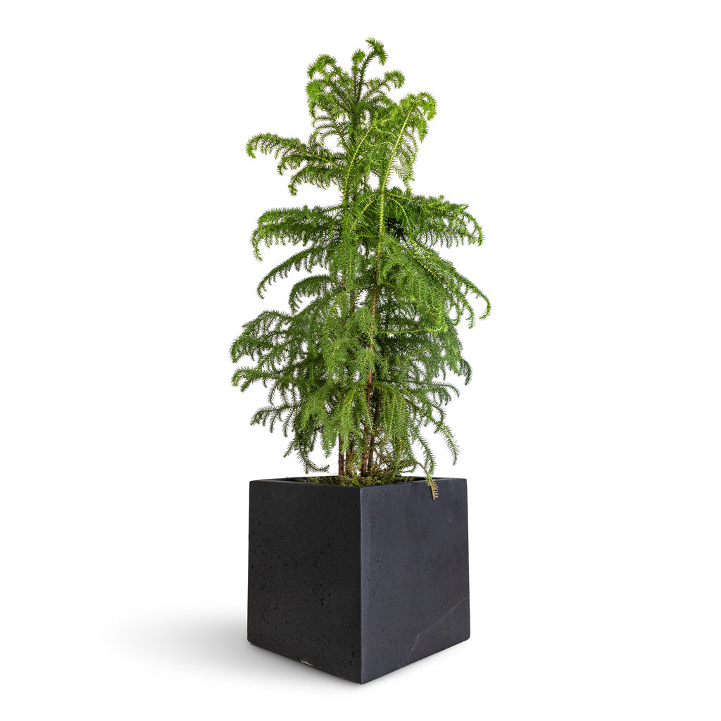 Araucaria heterophylla Norfolk Island Pine - 27x100cm In Grigio Cube Planter Anthracite Concrete - 30x30x30cm