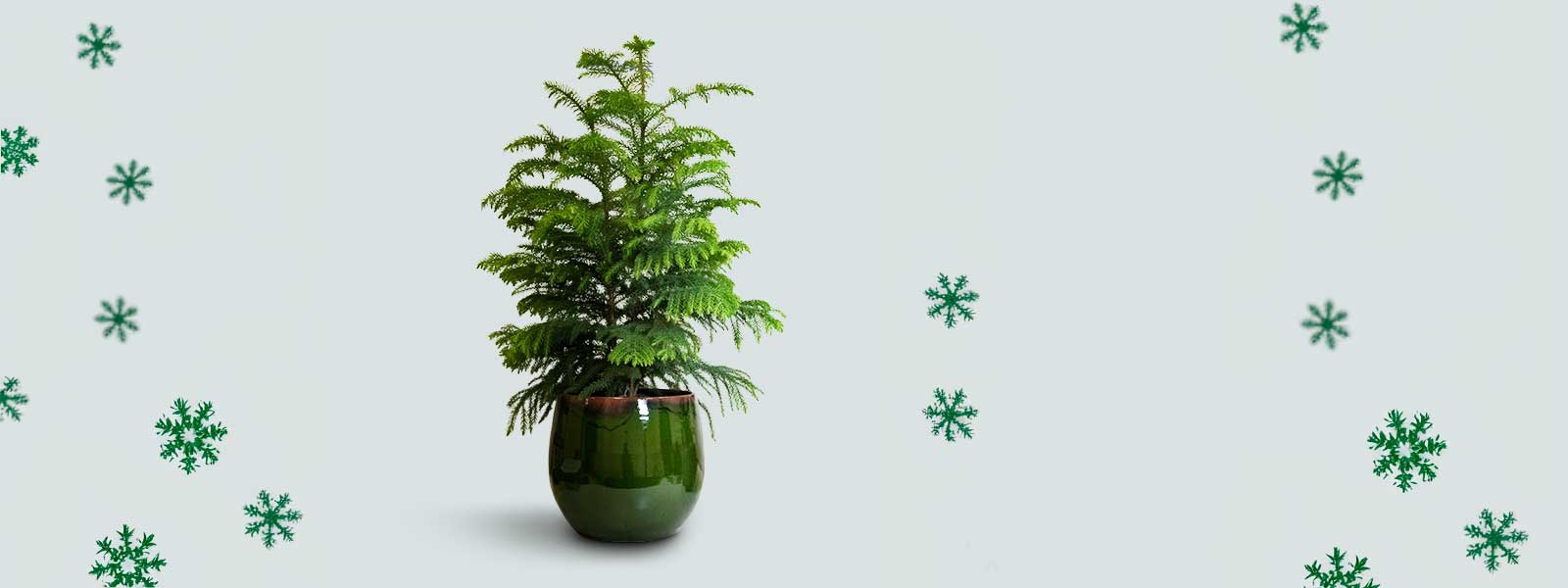 Christmas Gifts For Plant Lovers