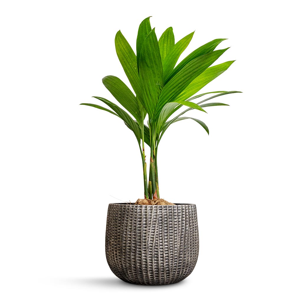 Areca catechu - Betel Nut Palm & Feico Plant Pot - Metal Black