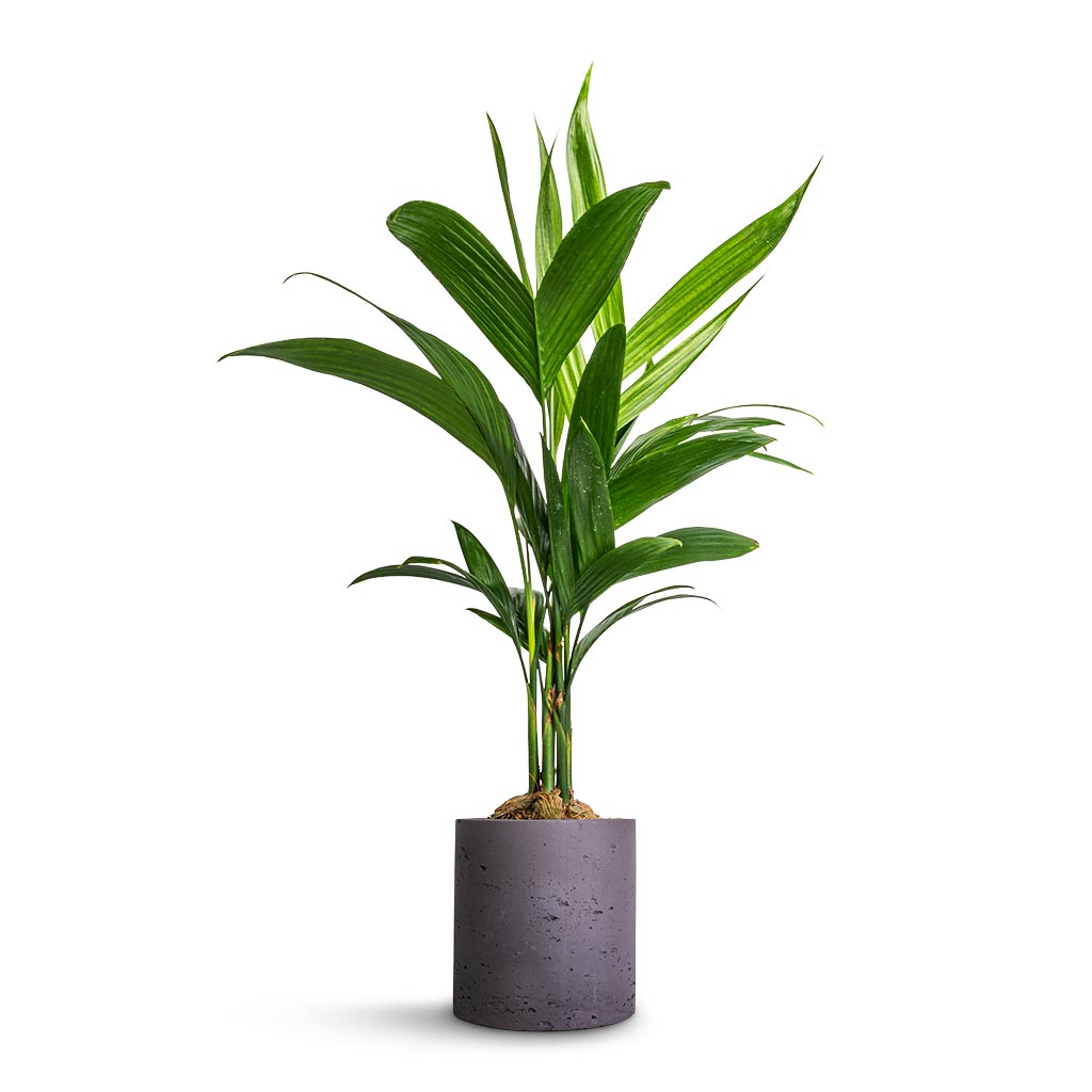 Areca catechu - Betel Nut Palm & Puk Plant Pot - Black Washed
