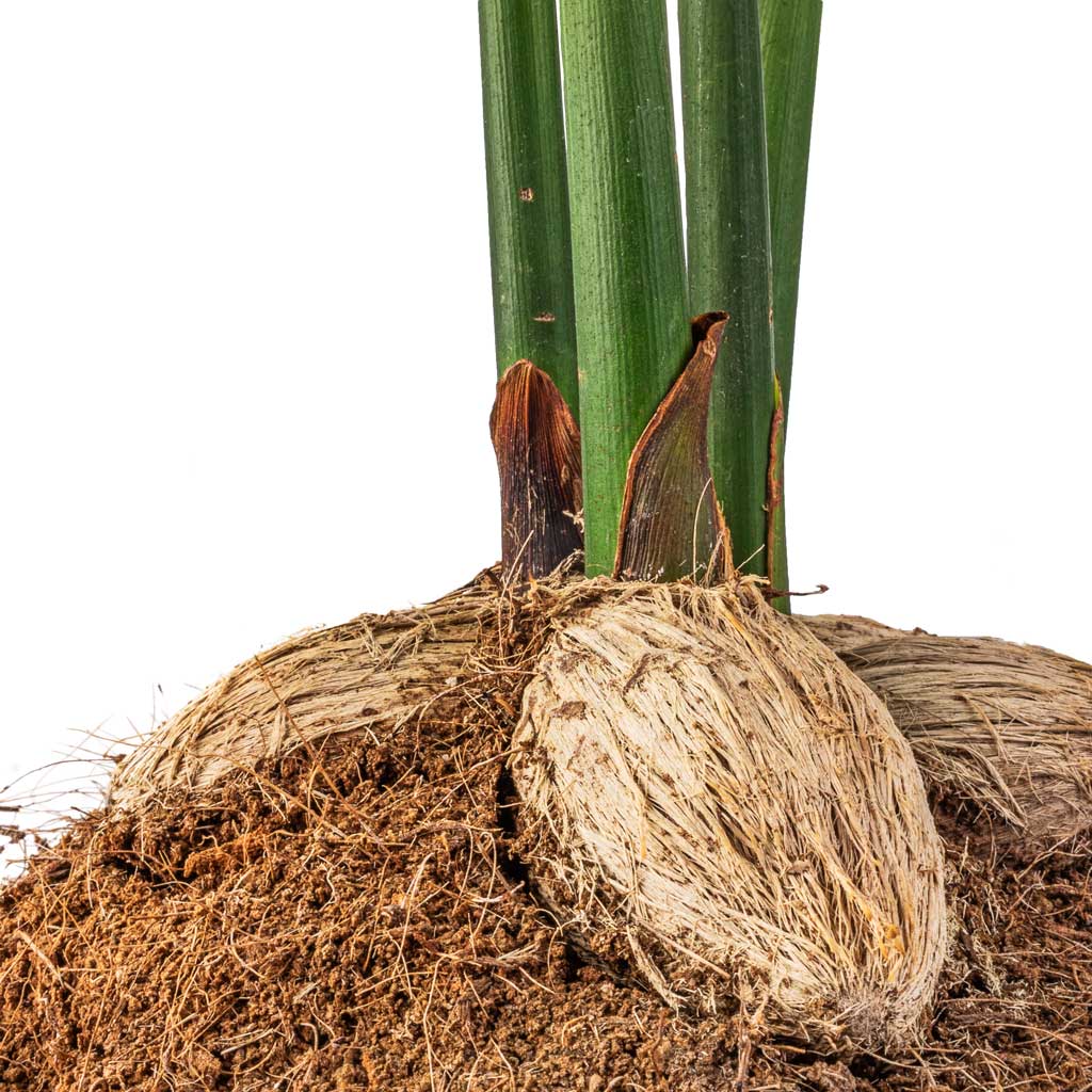 Areca catechu - Betel Nut Palm & Puk Plant Pot - Black Washed