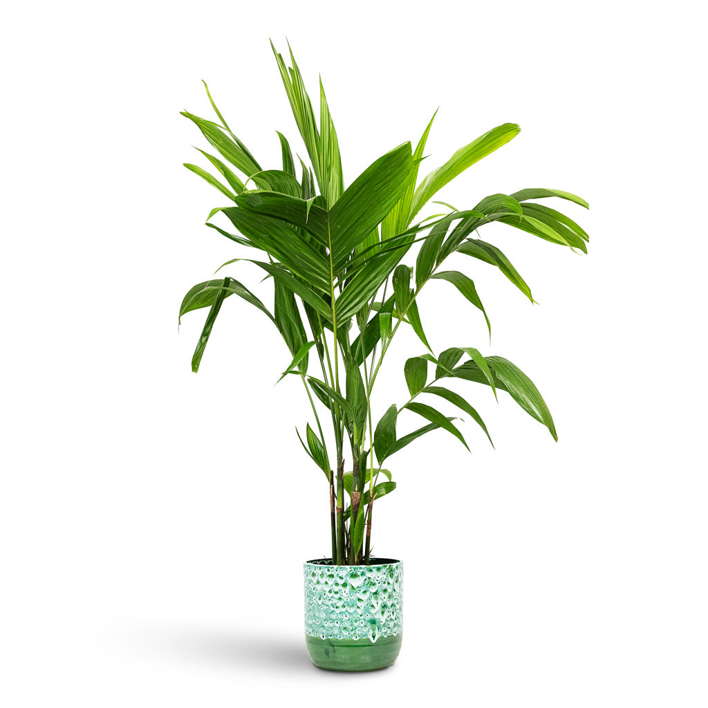 Areca triandra Wild Areca 21x150cm House Plant In Ocean Glaze Pot Emerald 25x25cm