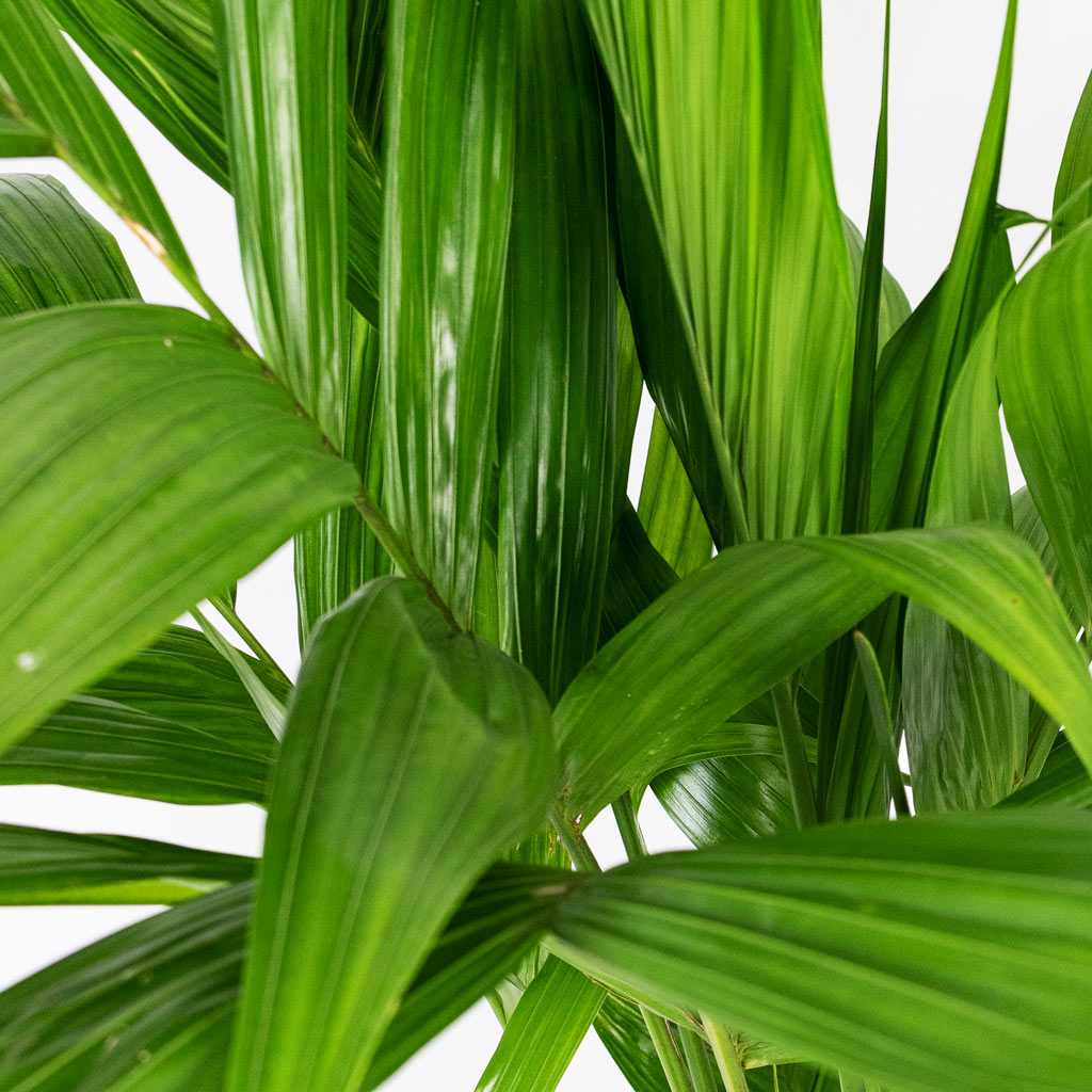 Areca triandra Wild Areca Close up