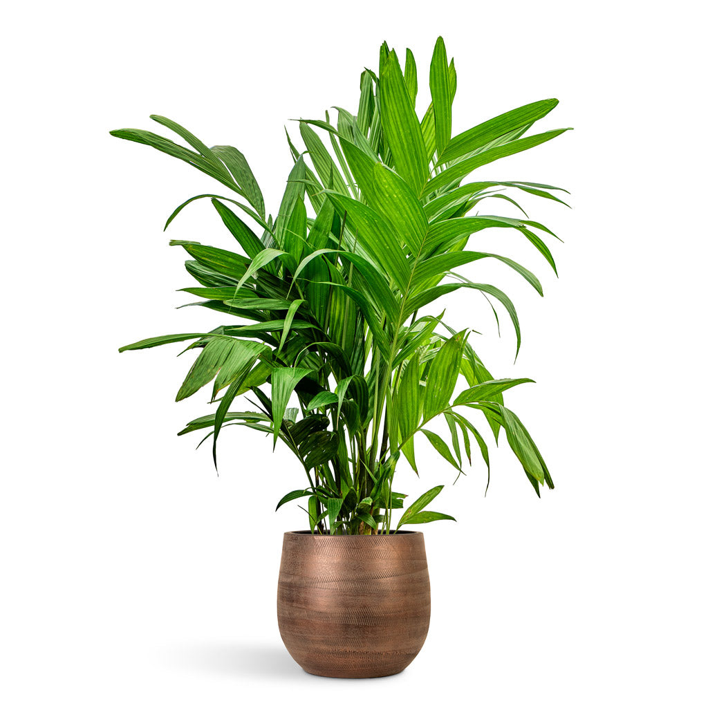 Areca triandra Wild Areca 27x160cm house plant in Joey Pot Shiny Copper 36x32cm