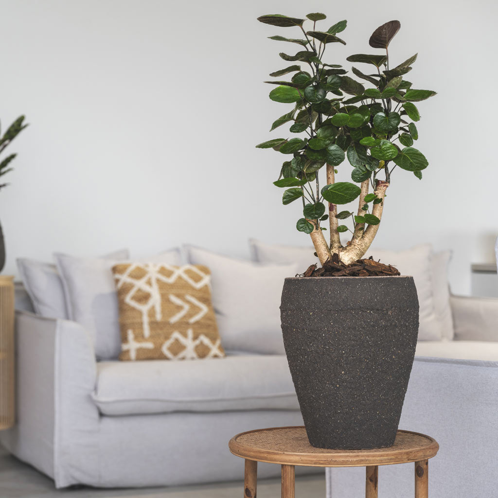 Ares Mediterranean Planter Umber Brown 40x50cm