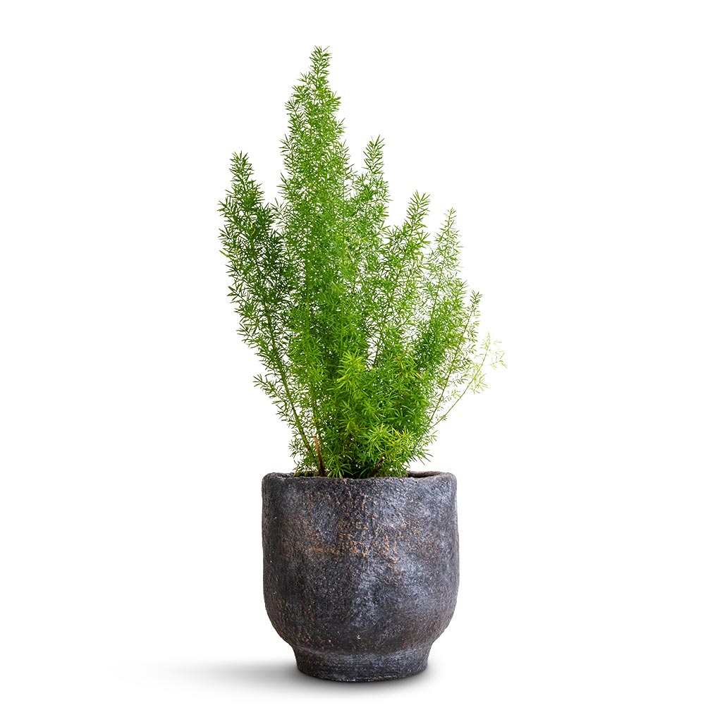 Asparagus densiflorus Myersii - Foxtail Fern &amp; Dave Plant Pot - Earth