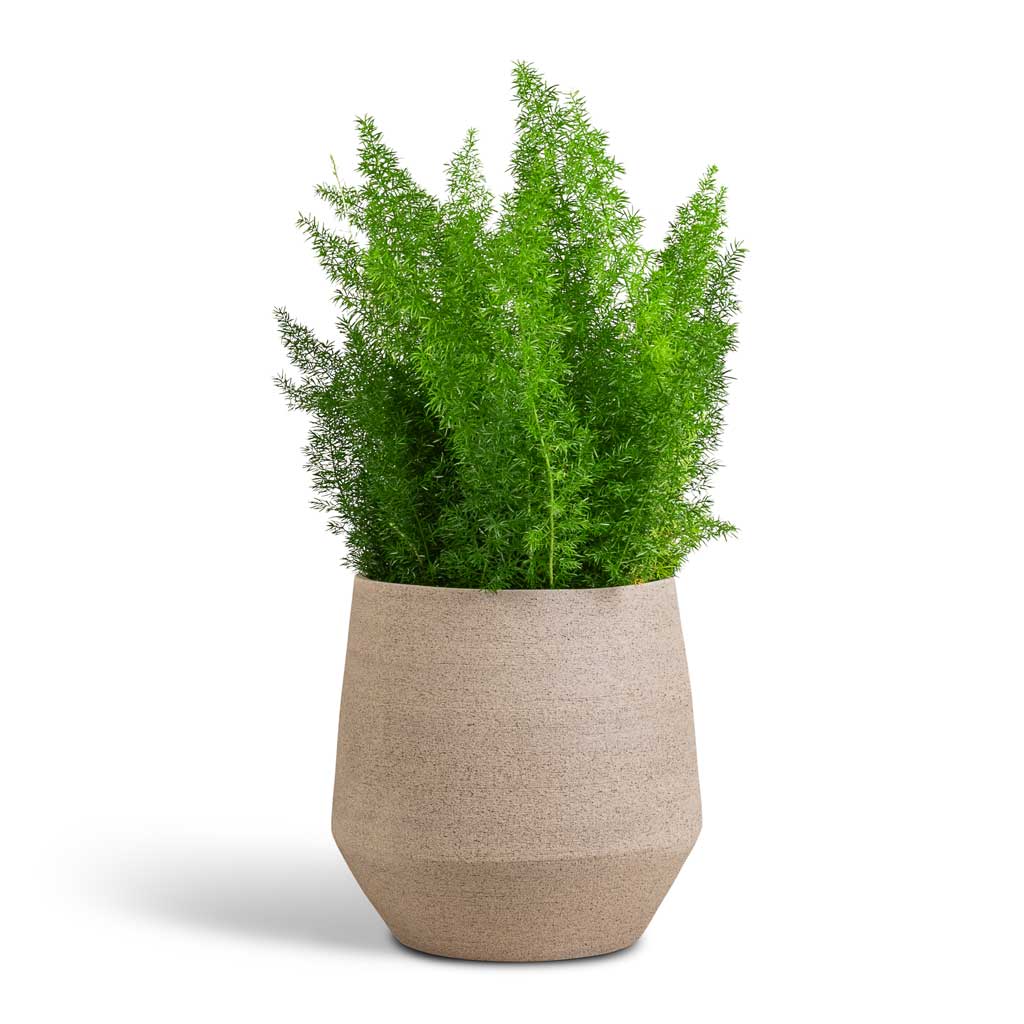 Asparagus densiflorus Myersii - Foxtail Fern &amp; Humus Plant Pot - Concrete