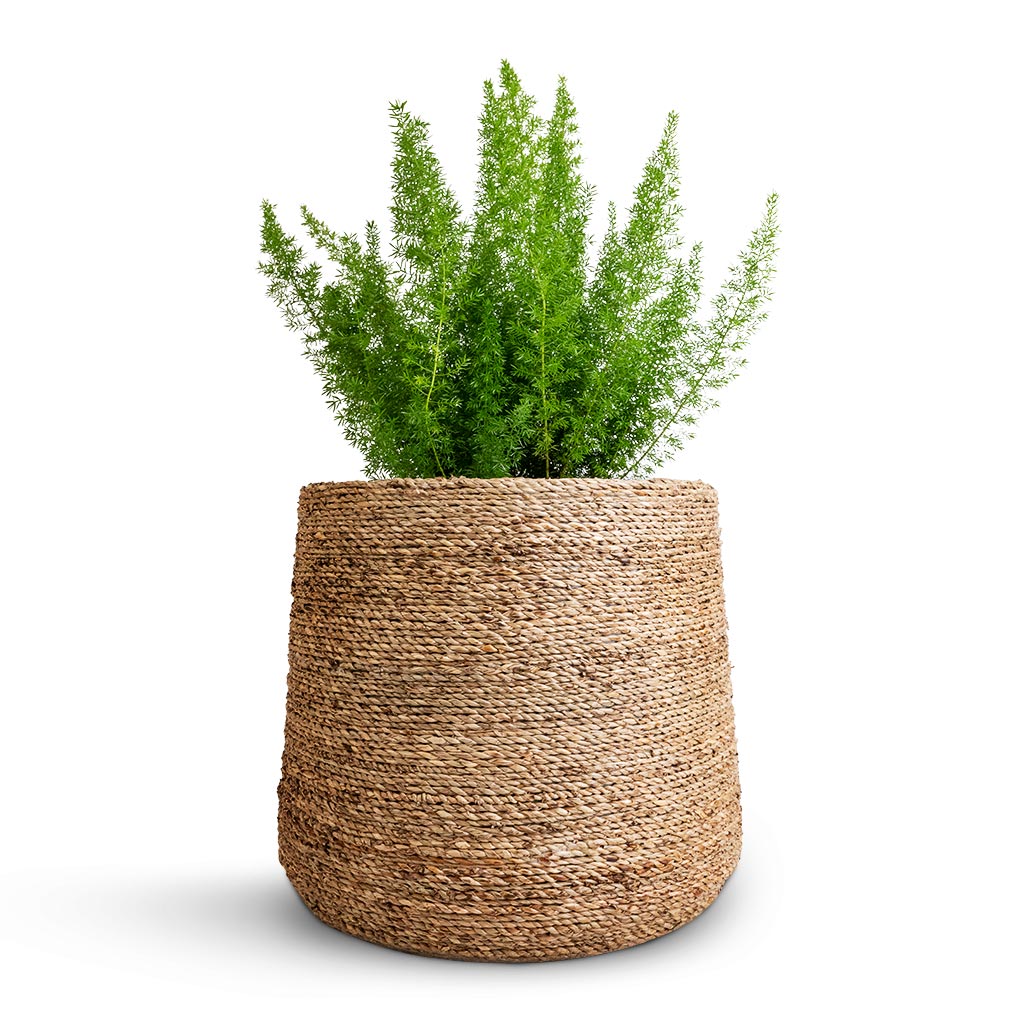 straw plant pots Patt Plant Pot - Straw Grass - Quality Plant Pots | Hortology