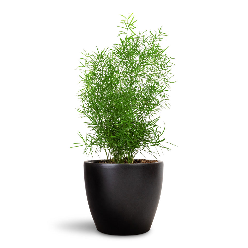 Asparagus densiflorus Sprengeri Emerald Feather Fern - 12x30cm & Sven Plant Pot Black - 13x11cm