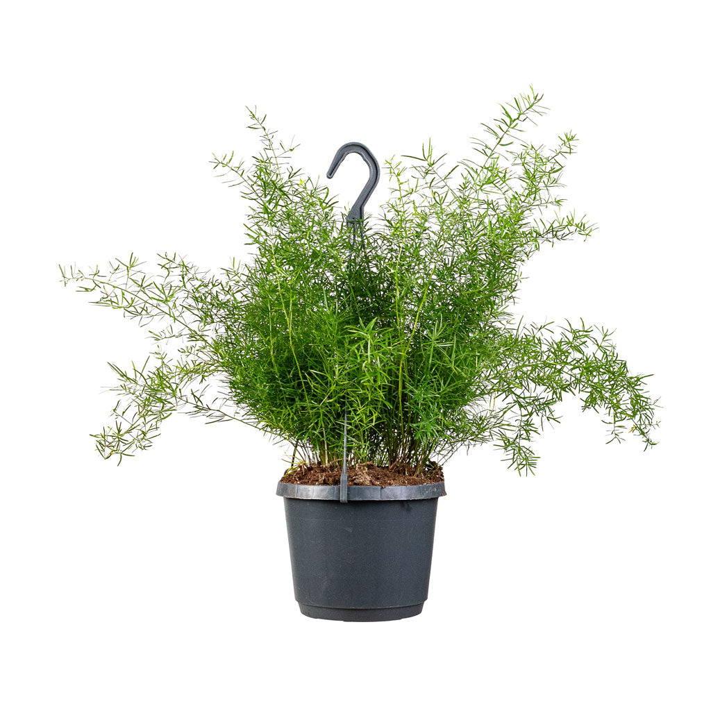 Asparagus densiflorus Sprengeri - Emerald Feather Fern - 19 x 60cm