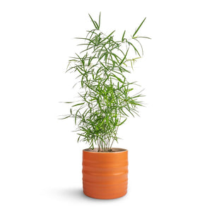Asparagus falcatus - Sicklethorn & Hadleigh Plant Pot - Amber