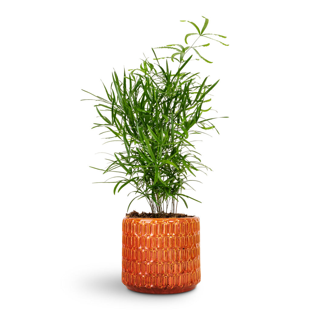 Asparagus falcatus Sicklethorn - 12x40cm &amp; Flor Plant Pot Orange - 14x12cm