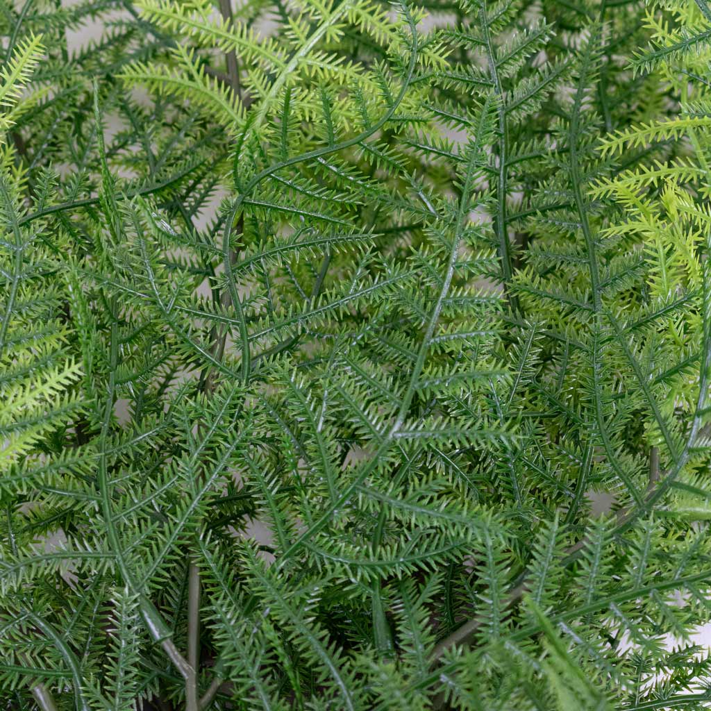 Asparagus plumosos Lace Fern Hanging Bush Artificial Close up