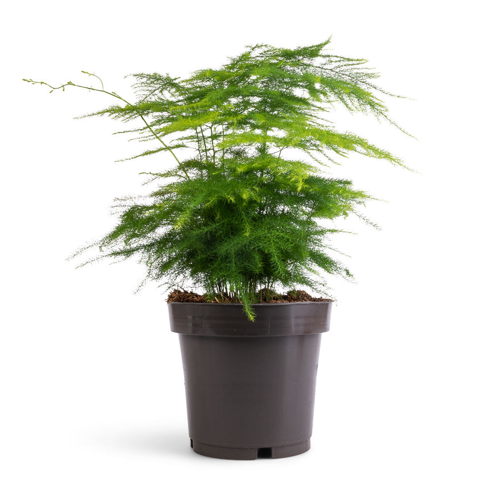 Asparagus Fern, Asparagus Setaceus, Lace Fern, Indoor Plant Delivered