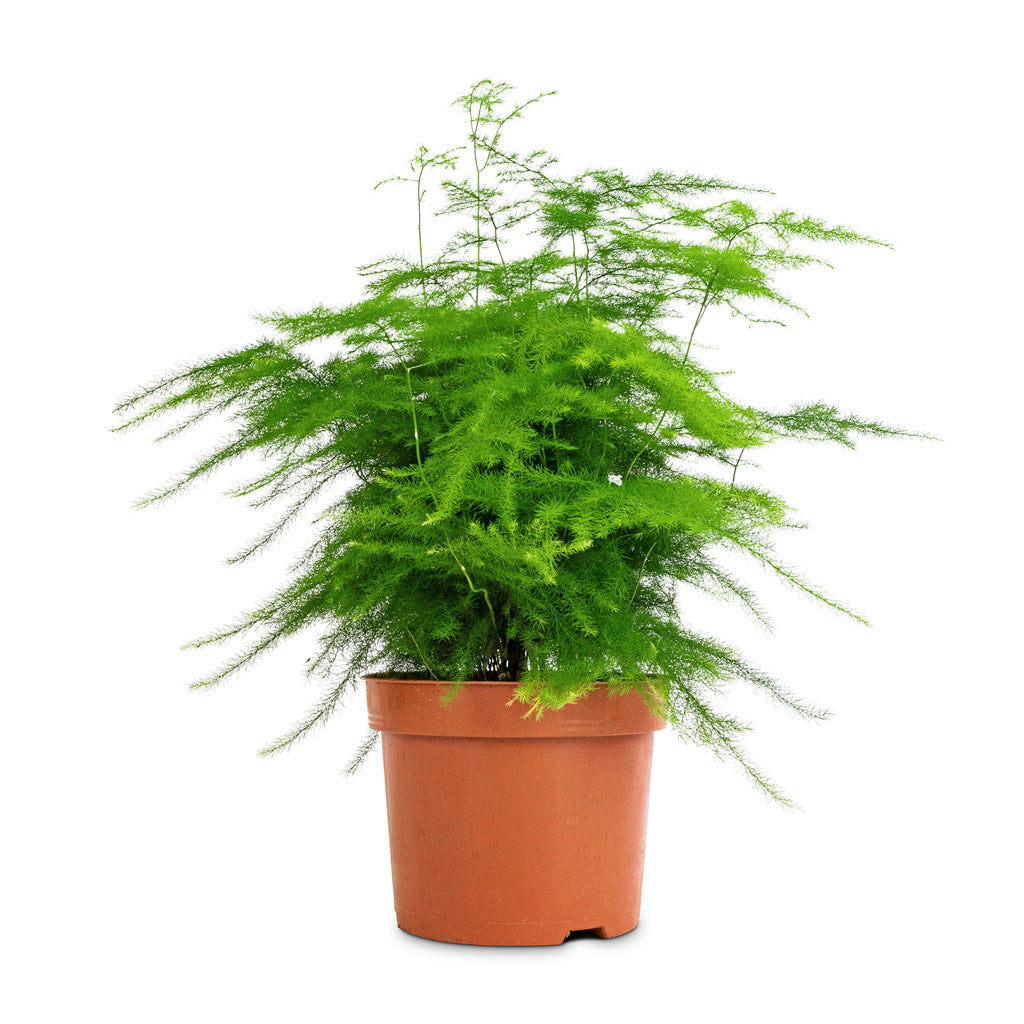 Asparagus setaceus - Lace Fern - 21 x 50cm