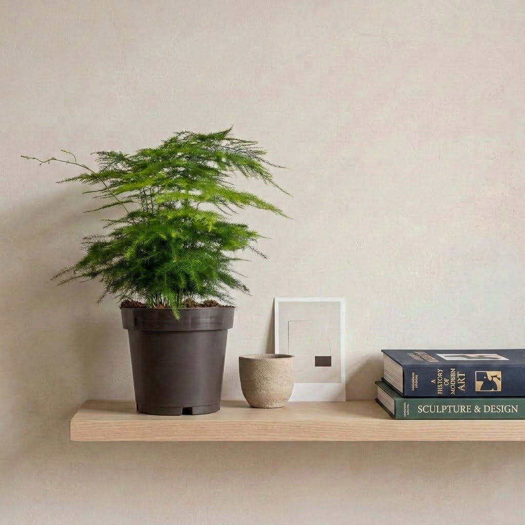 Asparagus setaceus - Lace Fern - 12 x 35cm