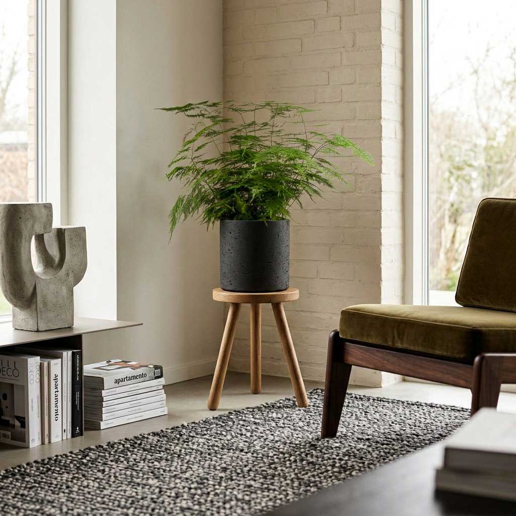 Asparagus setaceus - Lace Fern - 21 x 50cm in Puk Plant Pot - Black Washed - 25 x 25cm