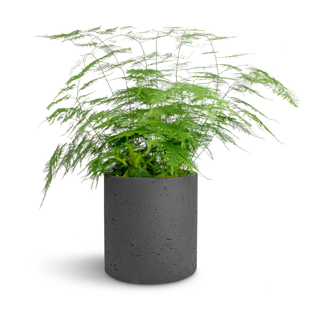 Asparagus setaceus - Lace Fern & Puk Plant Pot - Black Washed