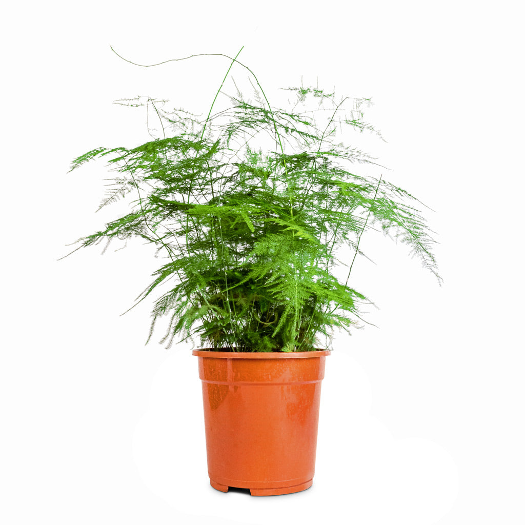 lace fern indoor plant Asparagus setaceus - Lace Fern Houseplants | Hortology