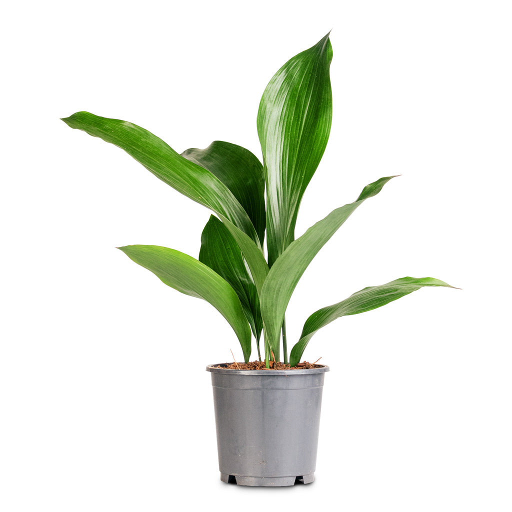 Aspidistra - 13x50cm