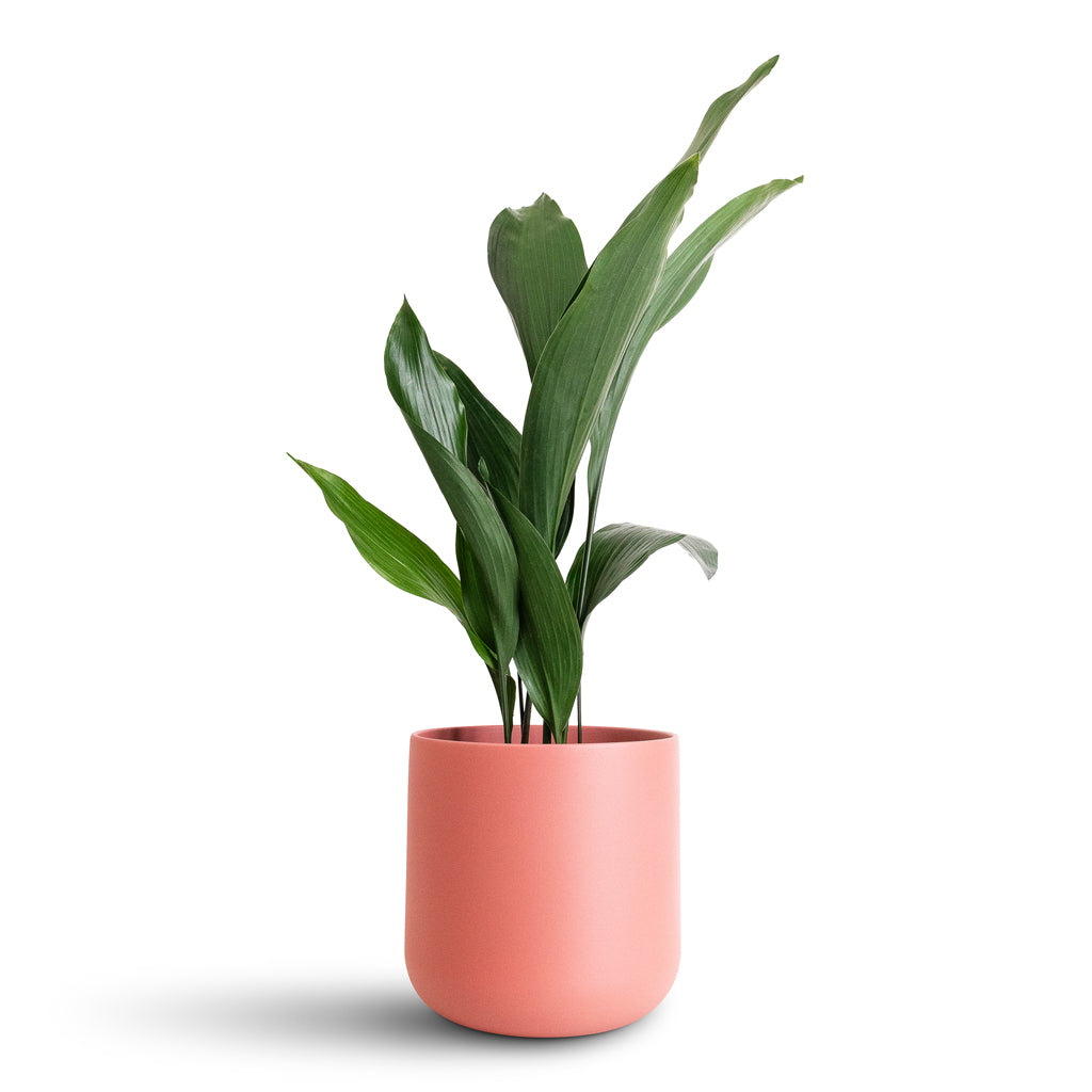 Aspidistra - 15x60cm In Lisbon Pot Blush Rose - 18.5x18.5cm