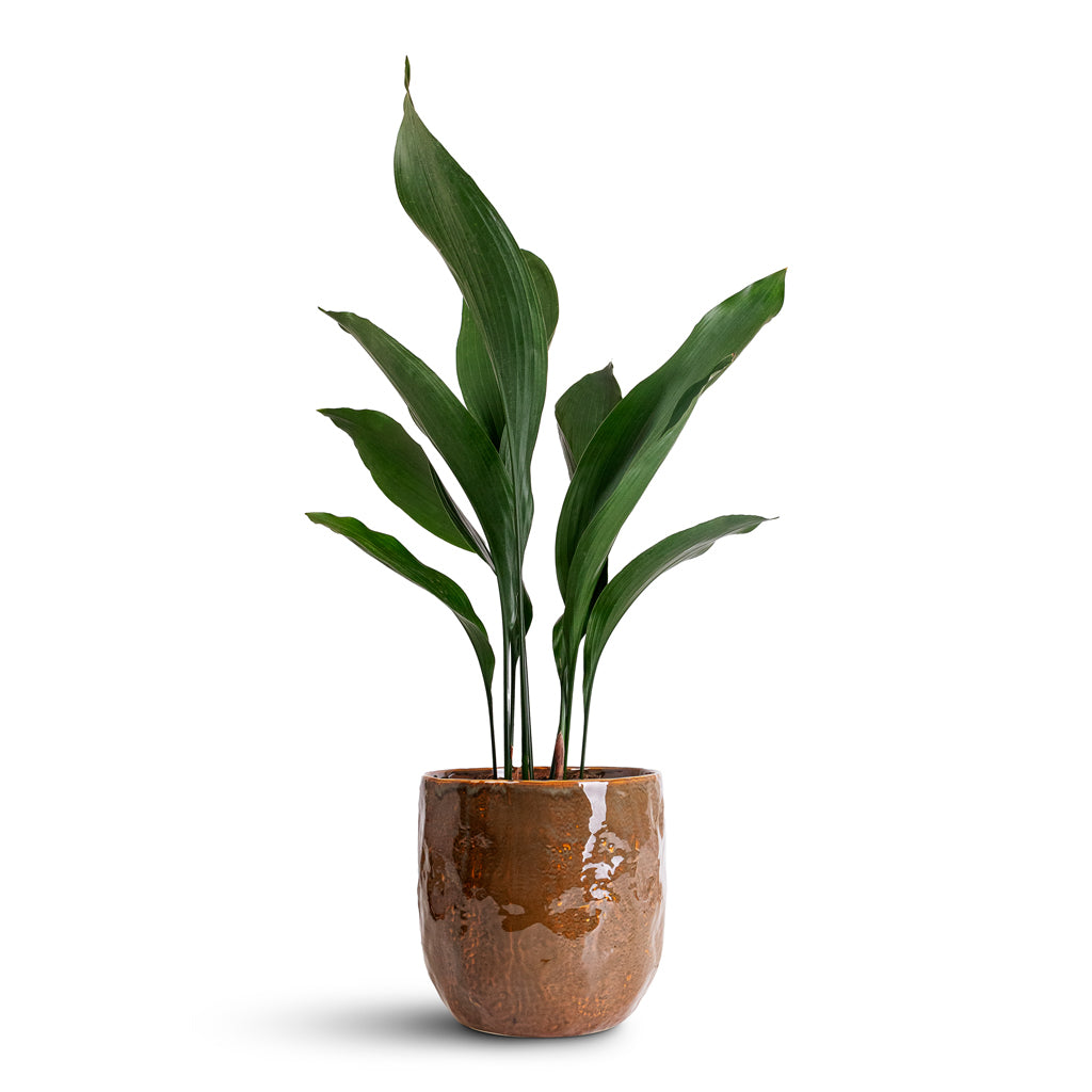 Aspidistra - 17x70cm In Brian Pot Desert - 23x22cm