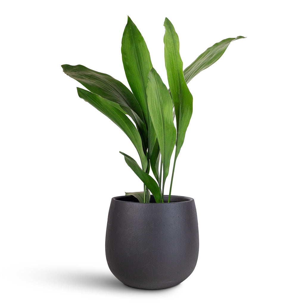 Aspidistra 17x70cm Isabel Pot Black 22x20cm 