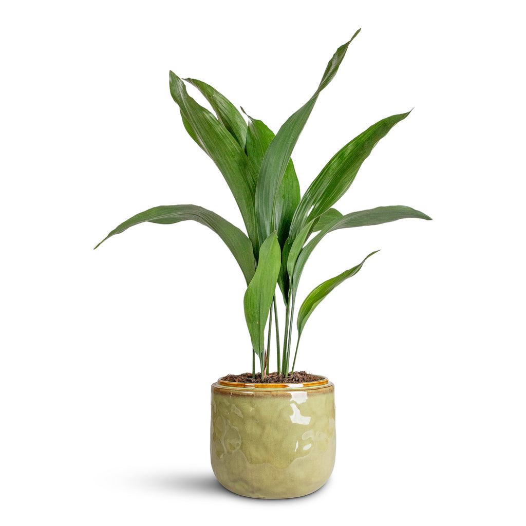 Aspidistra In Mabel Pot Sage