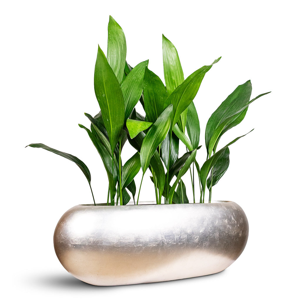 Aspidistra 17x70cm House Plant in Metallic Boat Planter Light Champagne 75x30x25cm