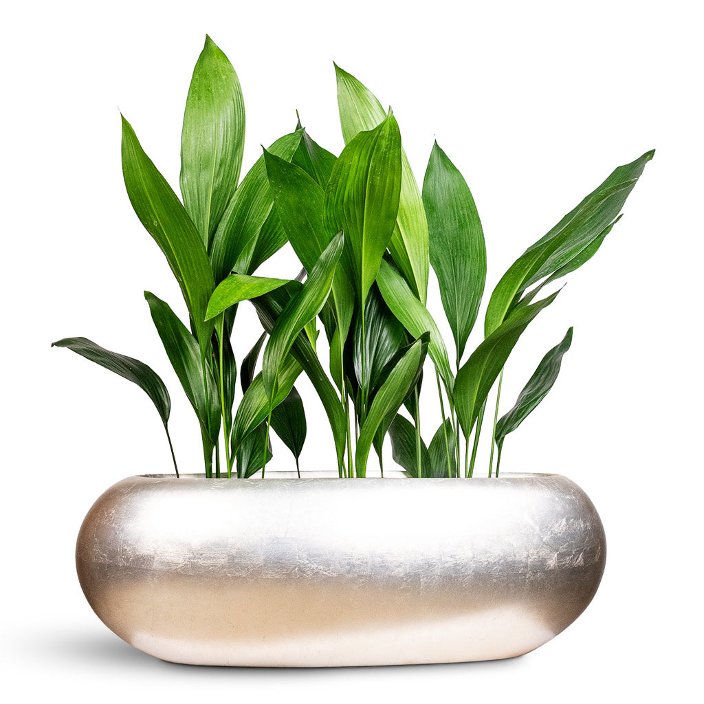Aspidistra 17x70cm House Plant in Metallic Boat Planter Light Champagne 75x30x25cm