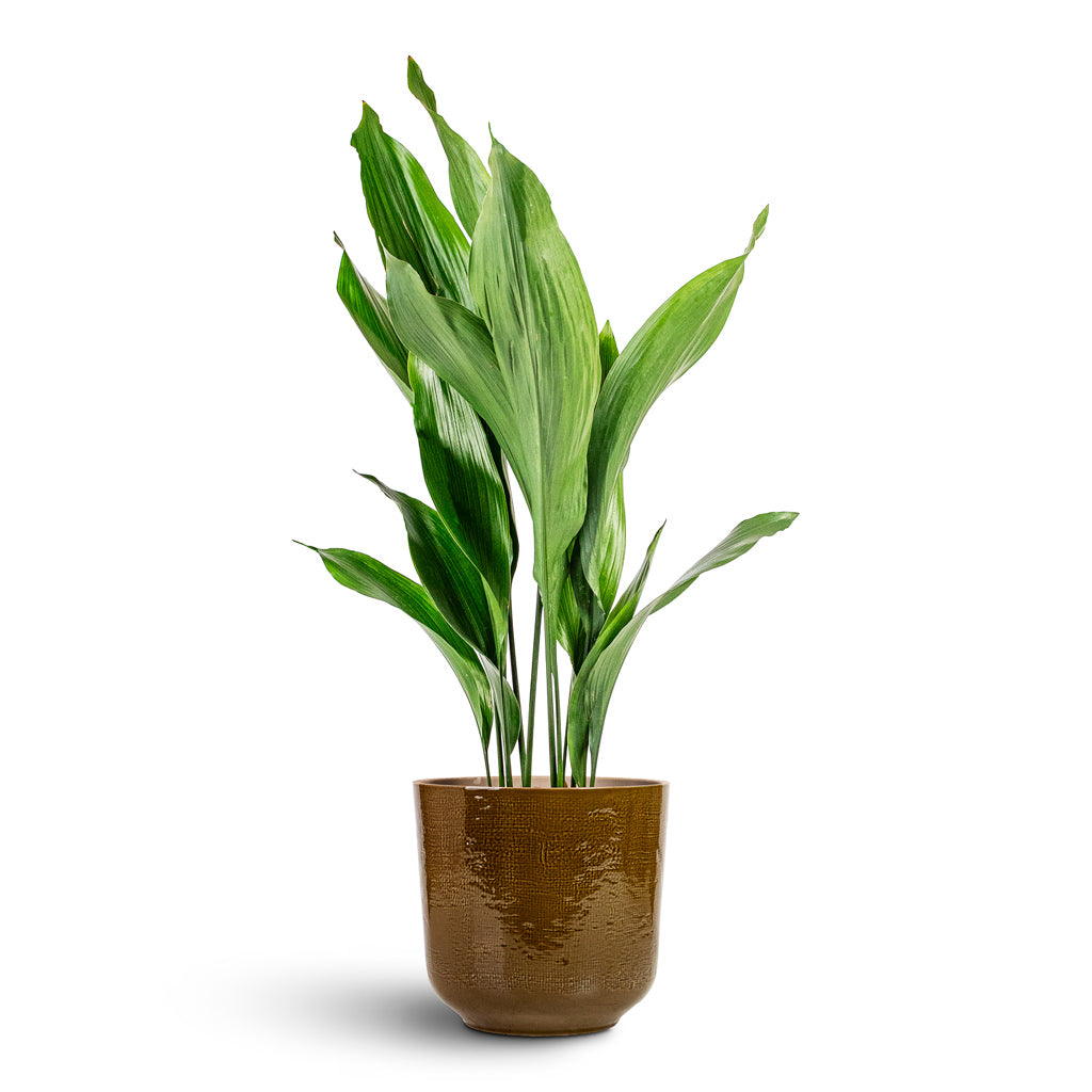 Aspidistra 19x80cm In Nouri Pot Savannah 25x24cm
