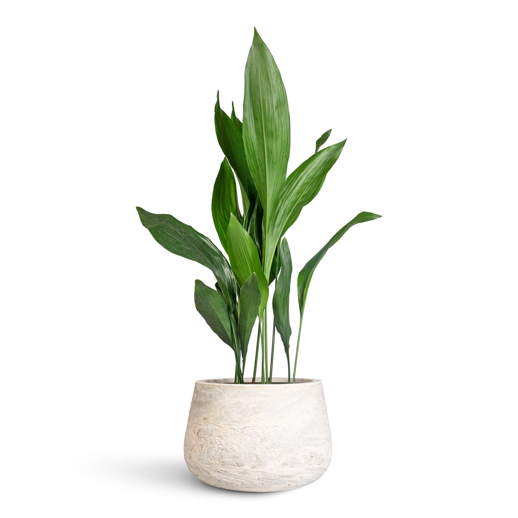 Aspidistra 21x90cm In Algar Darcy Planter White - 37x24cm