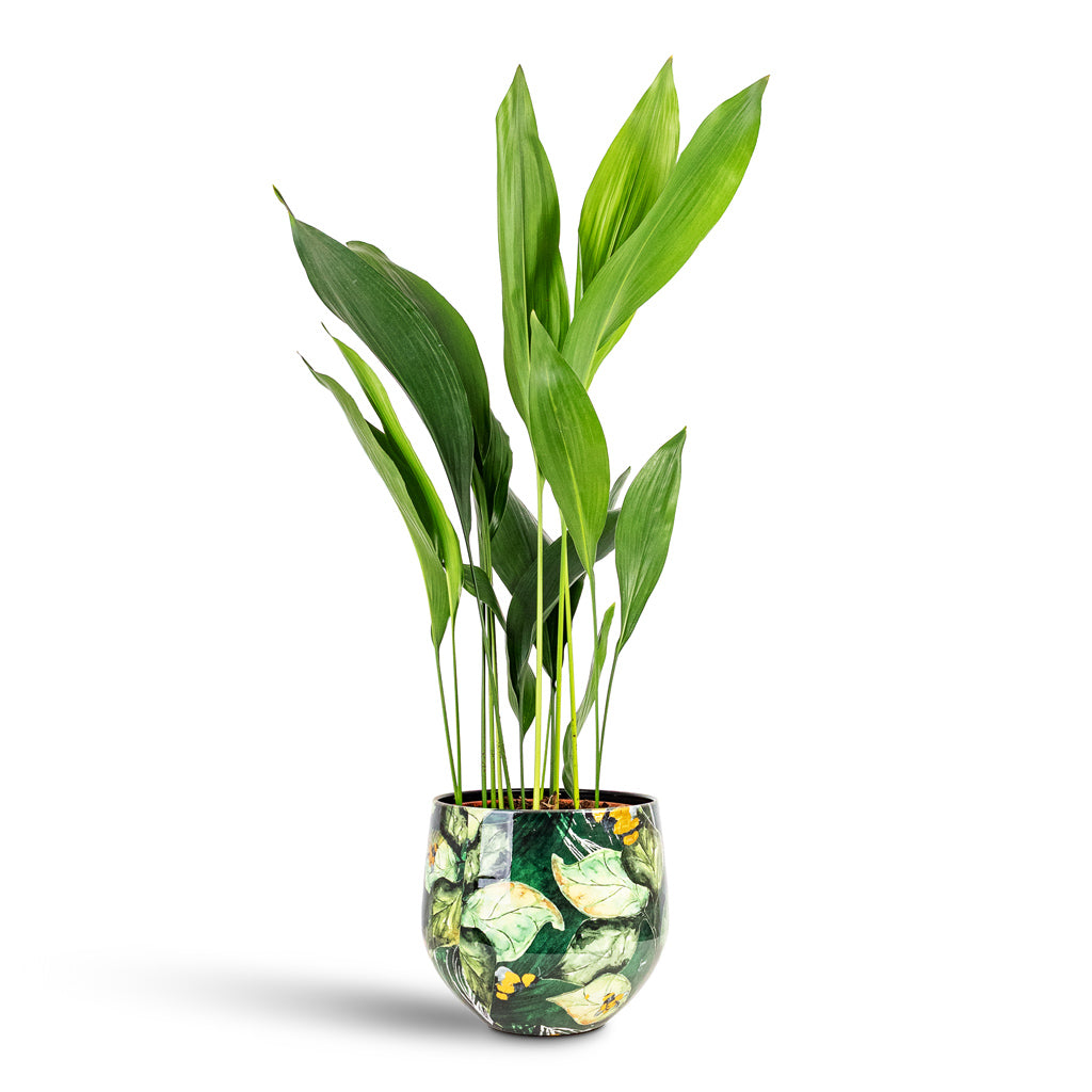 potted cast iron plant Aspidistra elatior - Cast Iron Plant Houseplants | Hortology