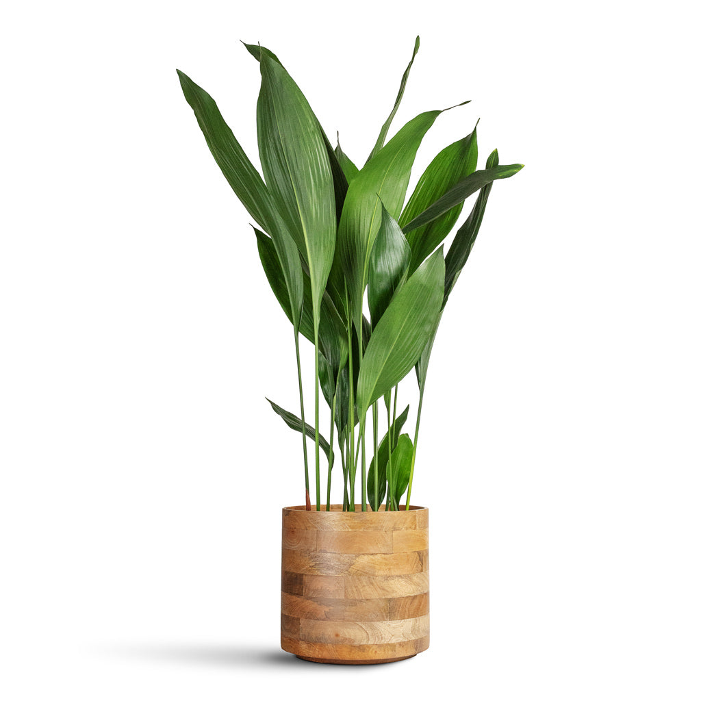 Aspidistra - 24x110cm In Helle Pot Natural - 26x25cm