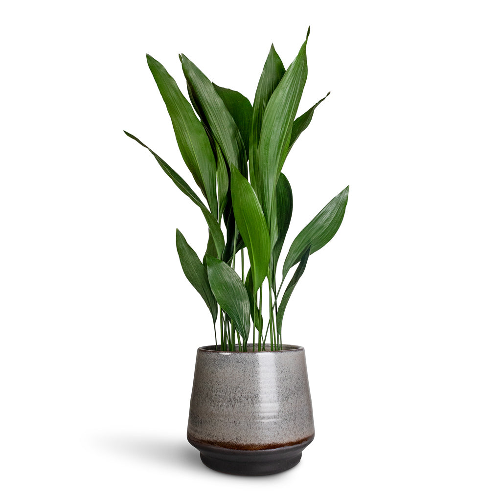 Aspidistra 24x110cm & Noaz Plant Pot - Coffee 34x30cm